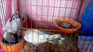 অরজিনাল বল্ডিনেট রানিং পেয়ার। বাক্কা সোহো