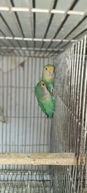 সিগ্রিন লাভবার্ডস