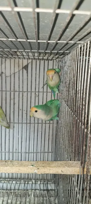 সিগ্রিন লাভবার্ডস