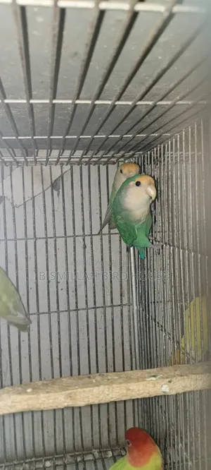 সিগ্রিন লাভবার্ডস
