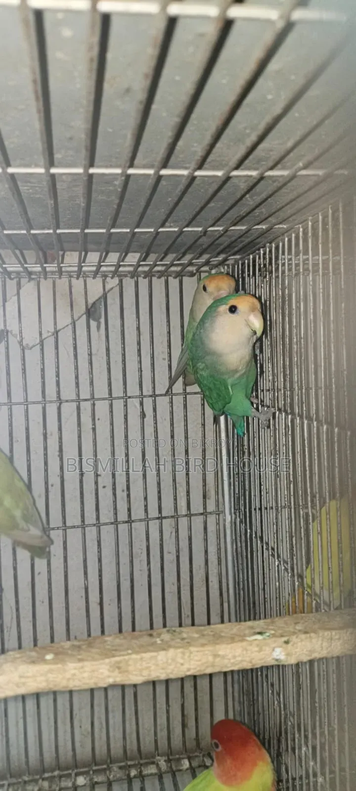 সিগ্রিন লাভবার্ডস