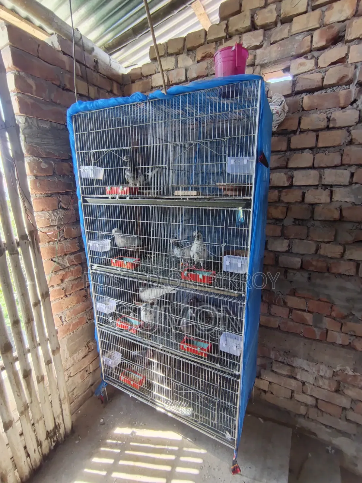8-room GI cage