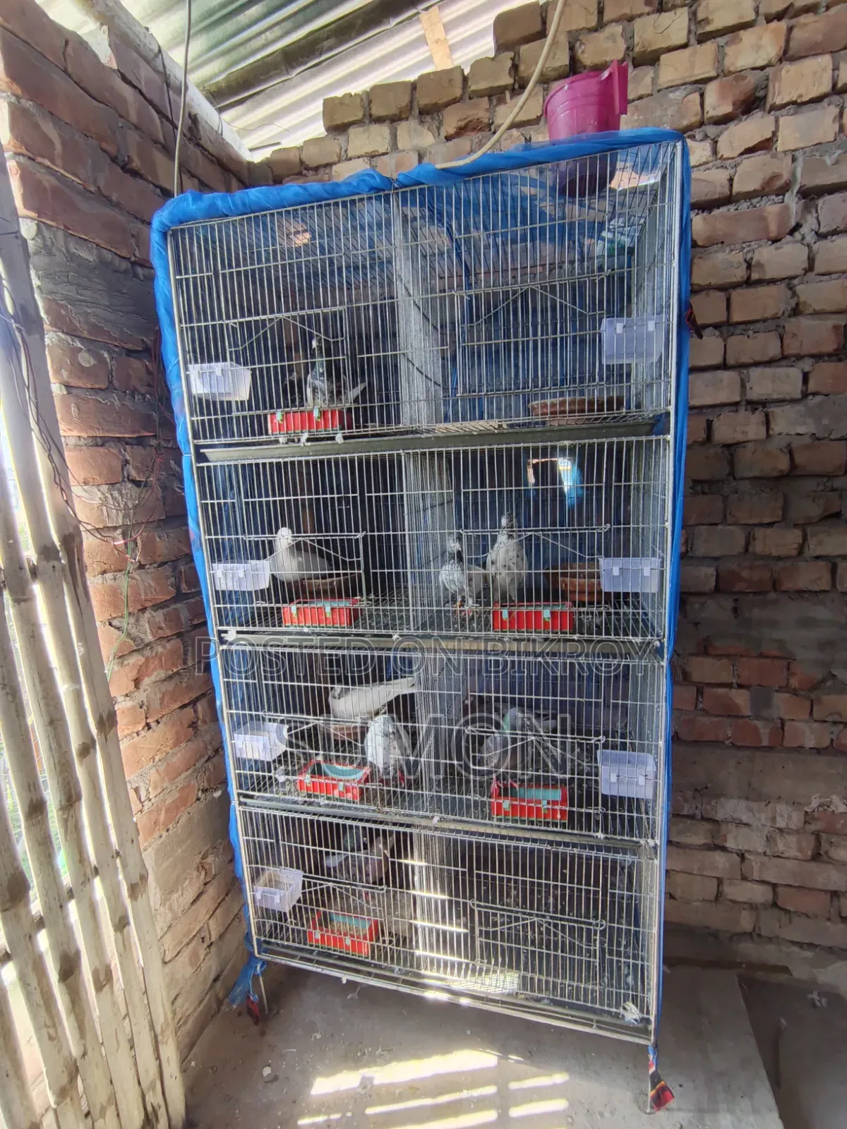 8-room GI cage