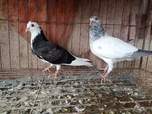 বাচ্চা জোড়া (১ টা গোরা ও ১ টা গিরিবাজ)