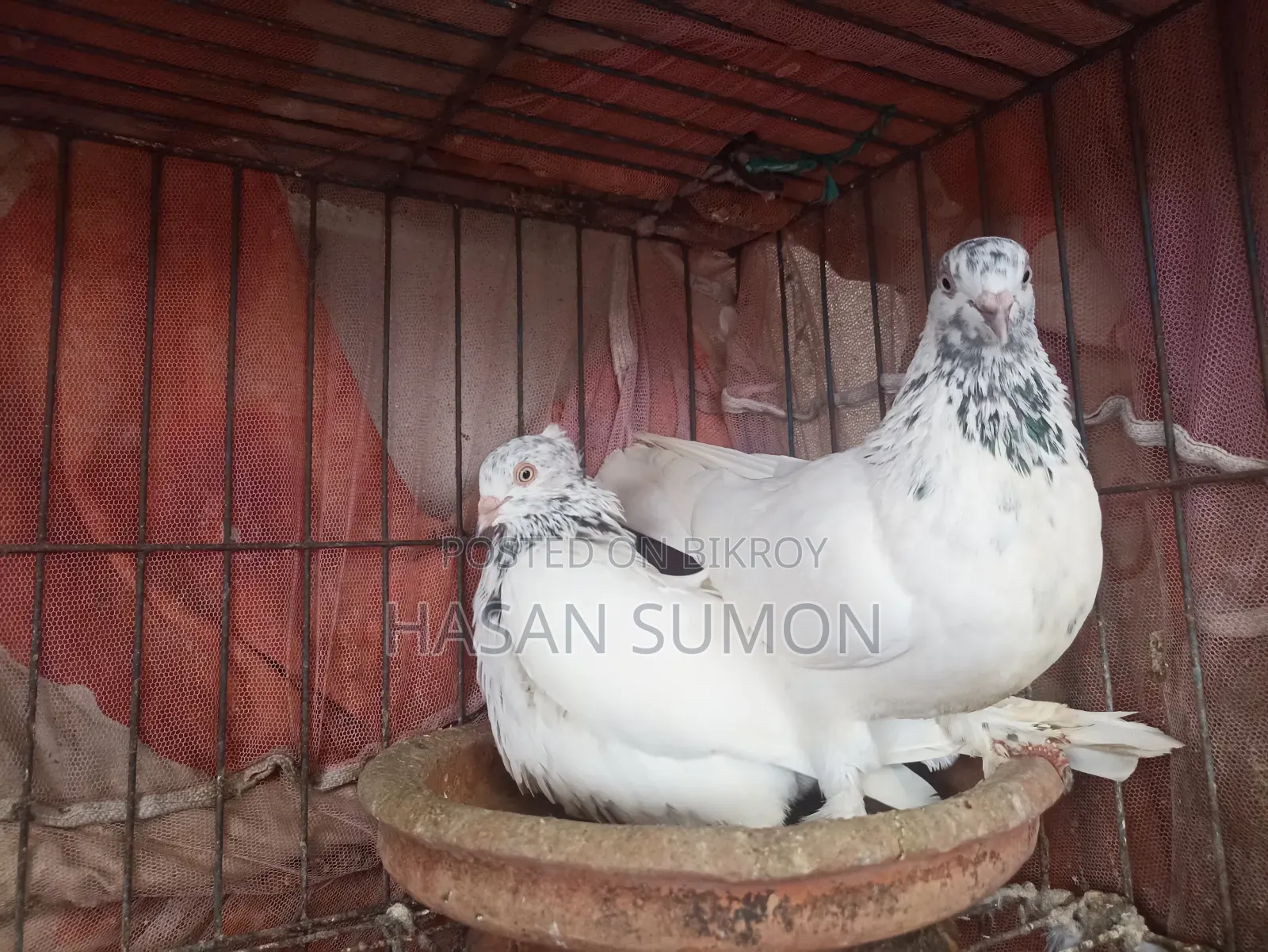 বাচ্চা জোড়া (১ টা গোরা ও ১ টা গিরিবাজ)