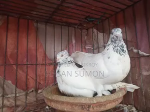 বাচ্চা জোড়া (১ টা গোরা ও ১ টা গিরিবাজ)