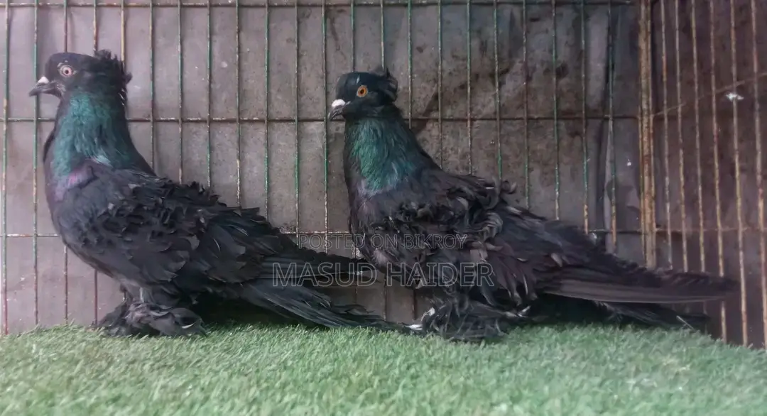 ফ্রিলব্যাক জোড়া