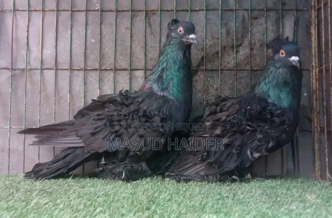 ফ্রিলব্যাক জোড়া