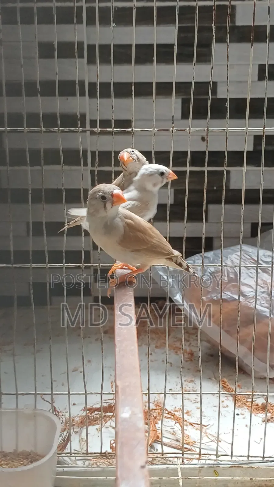 Finch Baby and Adult Pair