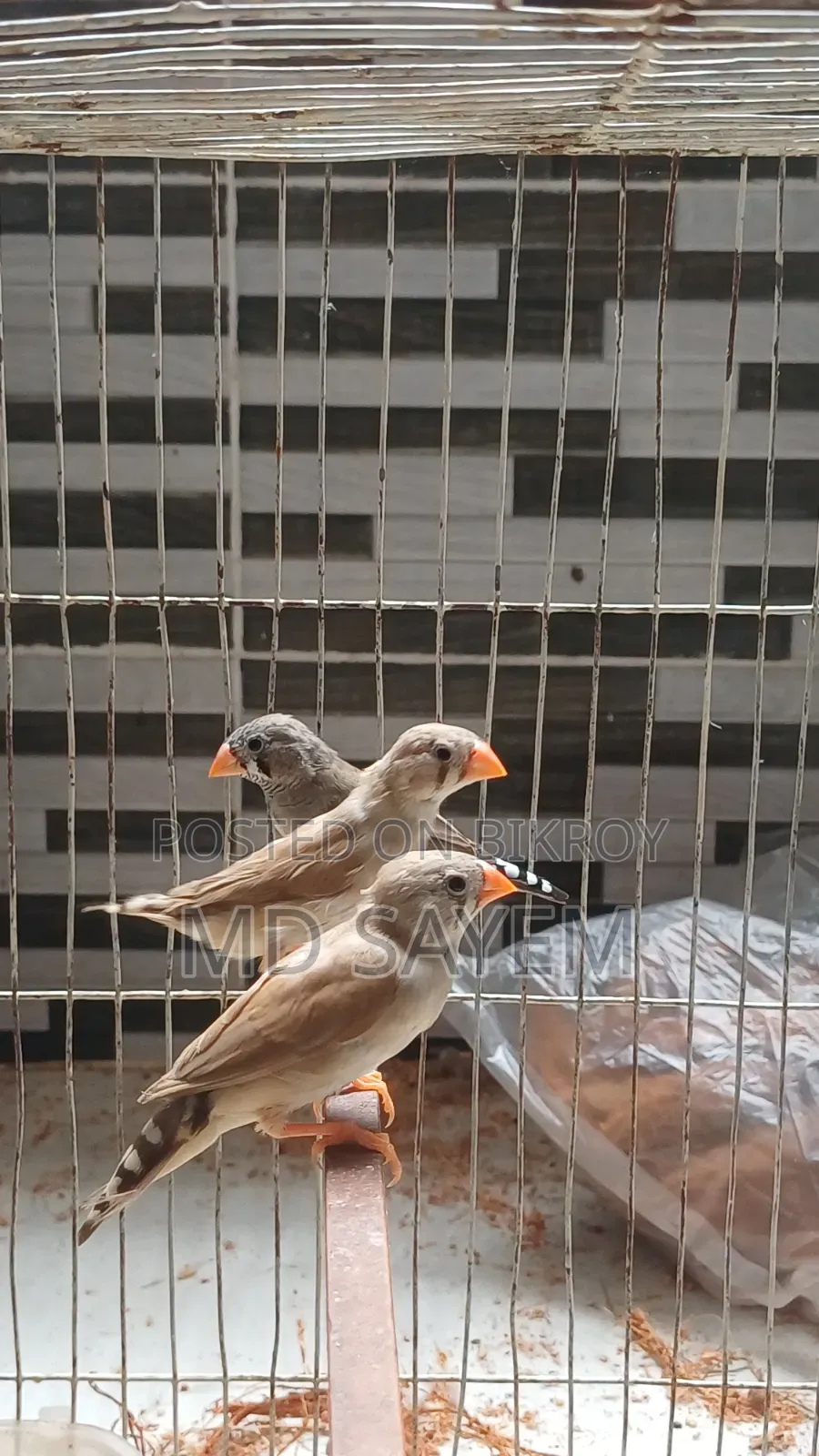 Finch Baby and Adult Pair