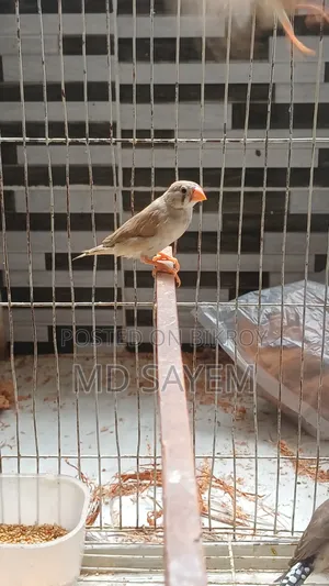 Finch Baby and Adult Pair