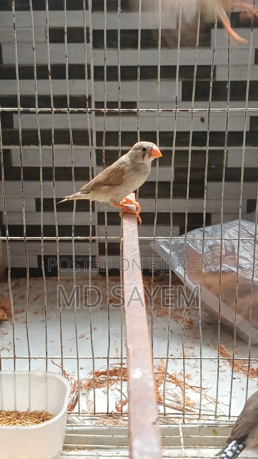 Finch Baby and Adult Pair