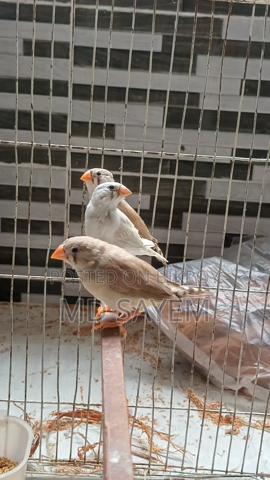 Finch Baby and Adult Pair