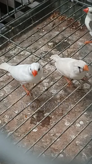 Finch Baby and Adult Pair