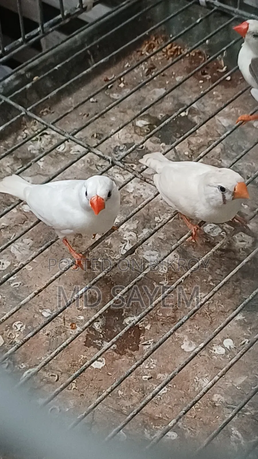 Finch Baby and Adult Pair