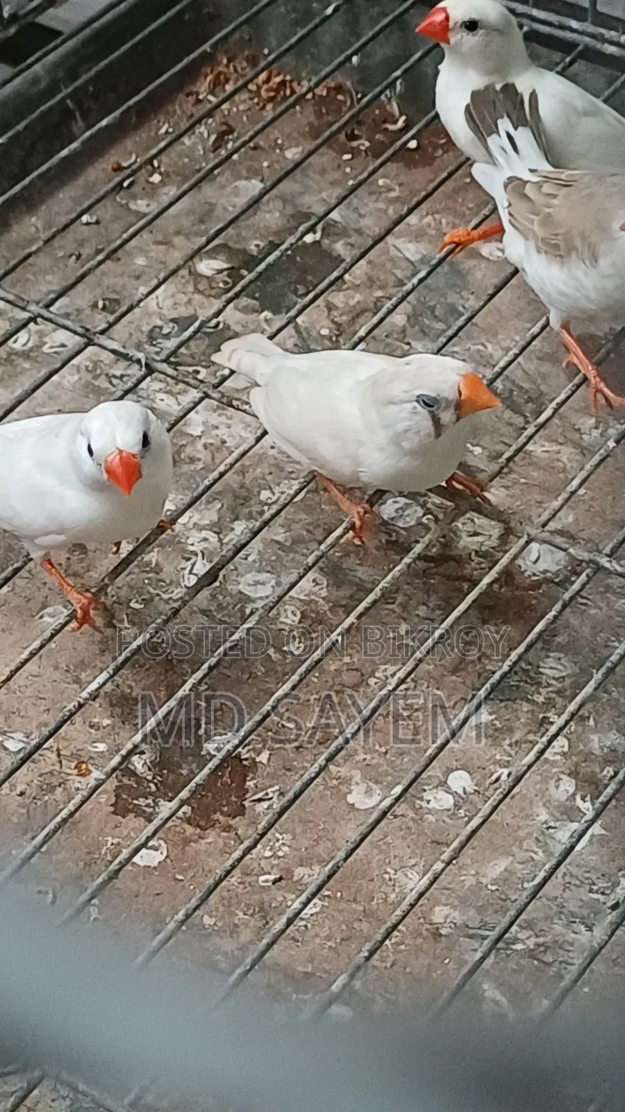 Finch Baby and Adult Pair