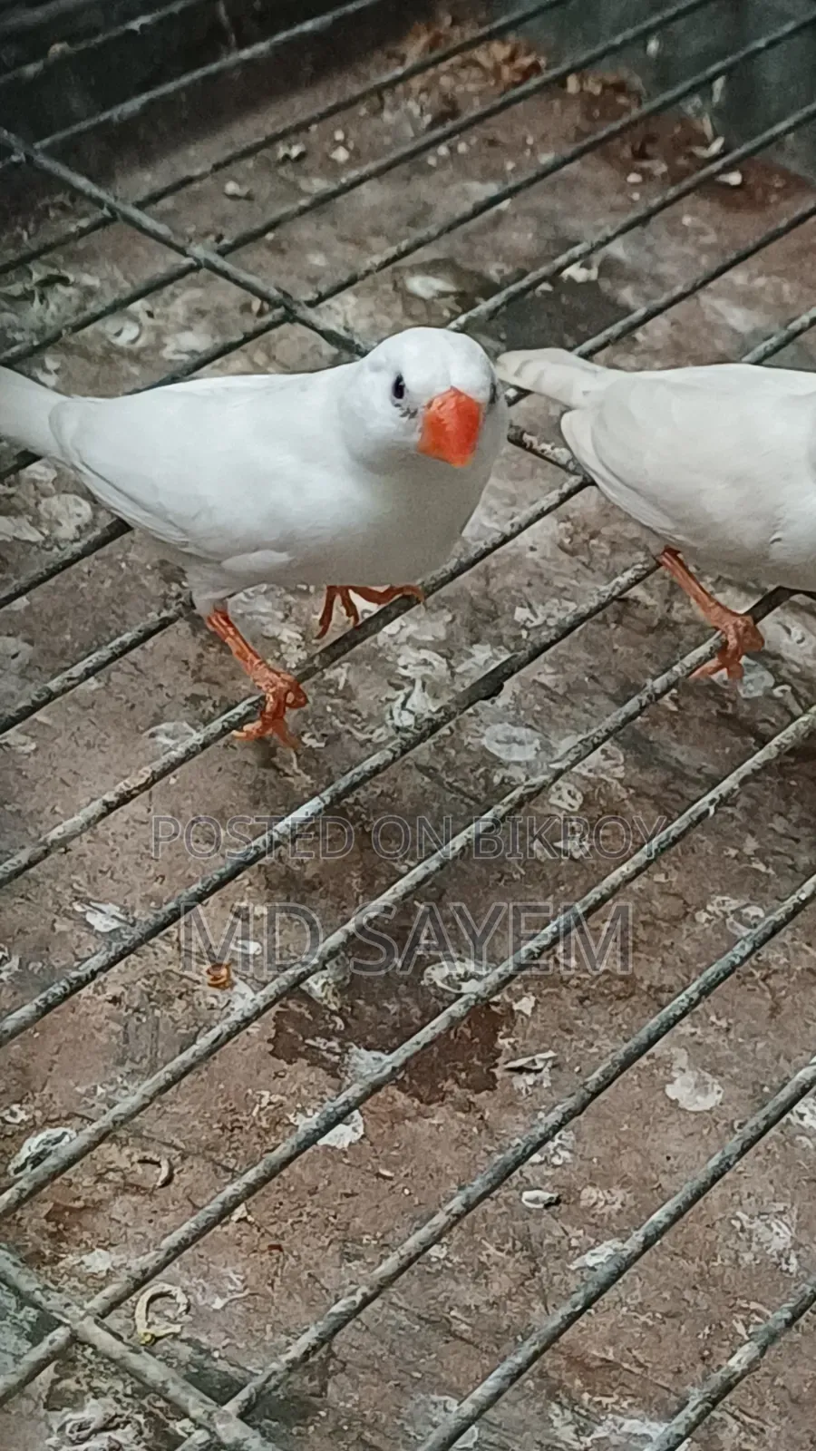 Finch Baby and Adult Pair