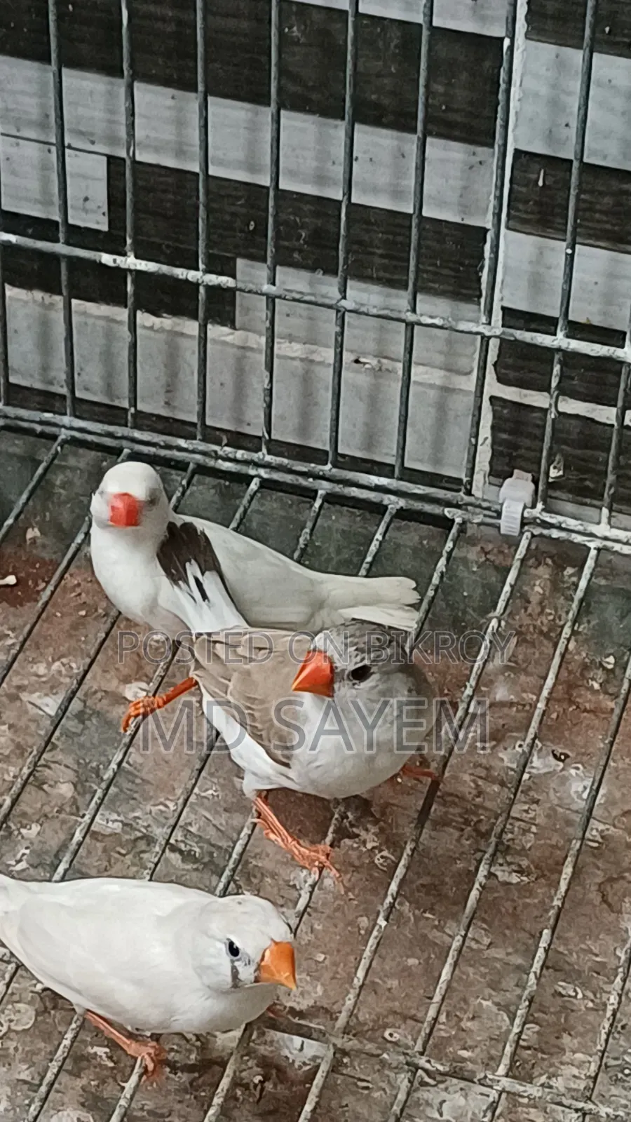 Finch Baby and Adult Pair