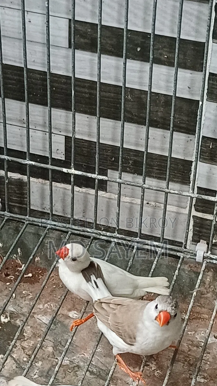 Finch Baby and Adult Pair