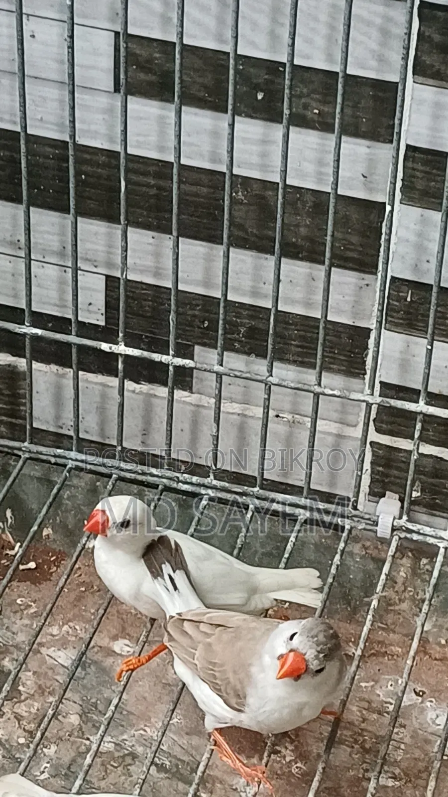 Finch Baby and Adult Pair