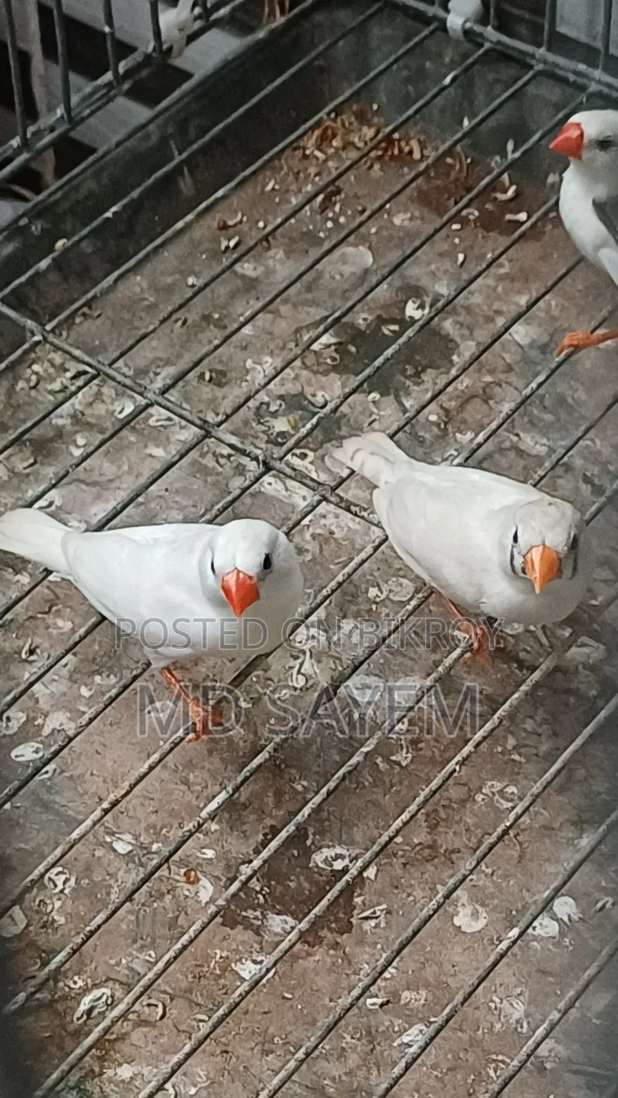 Finch Baby and Adult Pair