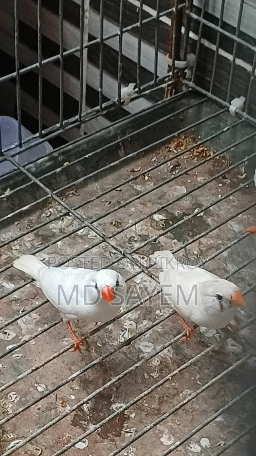 Finch Baby and Adult Pair