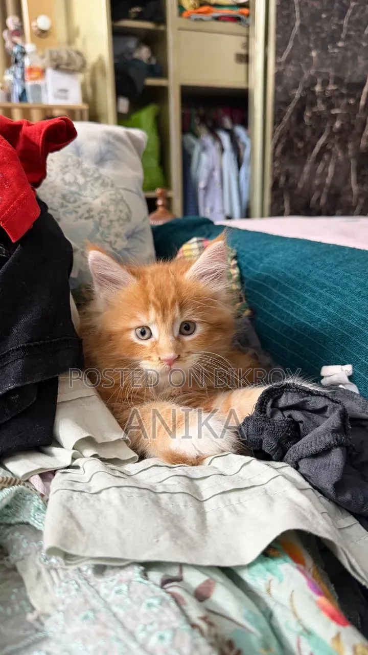 1-3 months Male Purebred Maine Coon