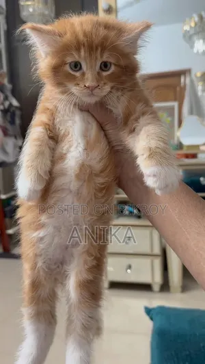 1-3 months Male Purebred Maine Coon