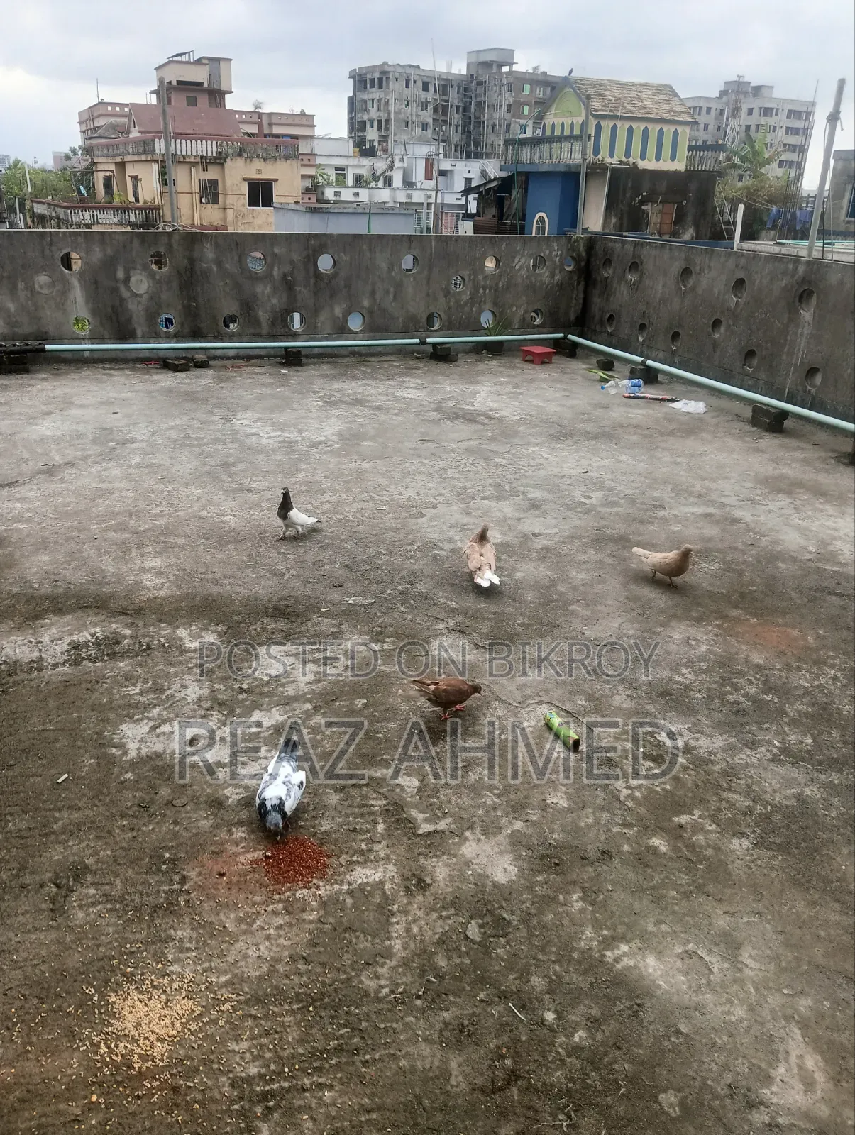 ছয় জোড়া কবুতর বিক্রি হবে ছয় জোড়া