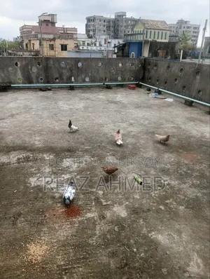 ছয় জোড়া কবুতর বিক্রি হবে ছয় জোড়া
