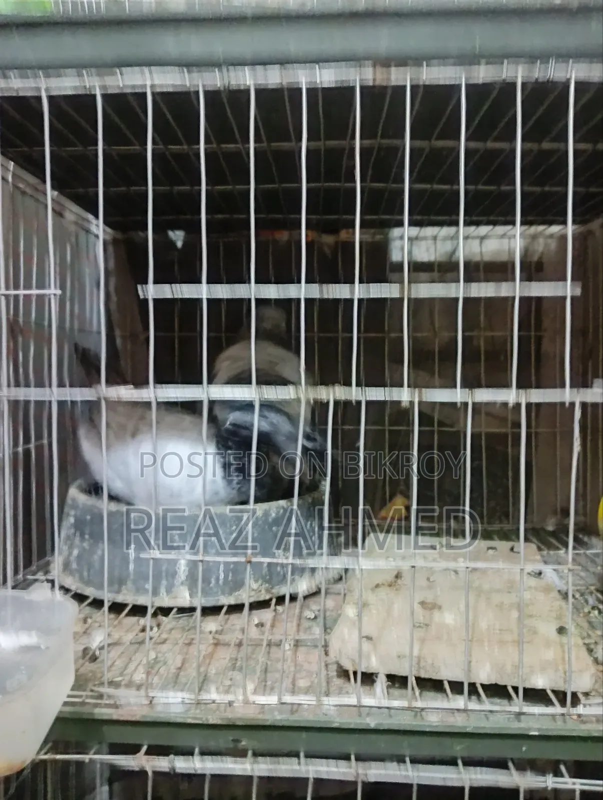 ছয় জোড়া কবুতর বিক্রি হবে ছয় জোড়া
