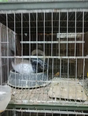 ছয় জোড়া কবুতর বিক্রি হবে ছয় জোড়া