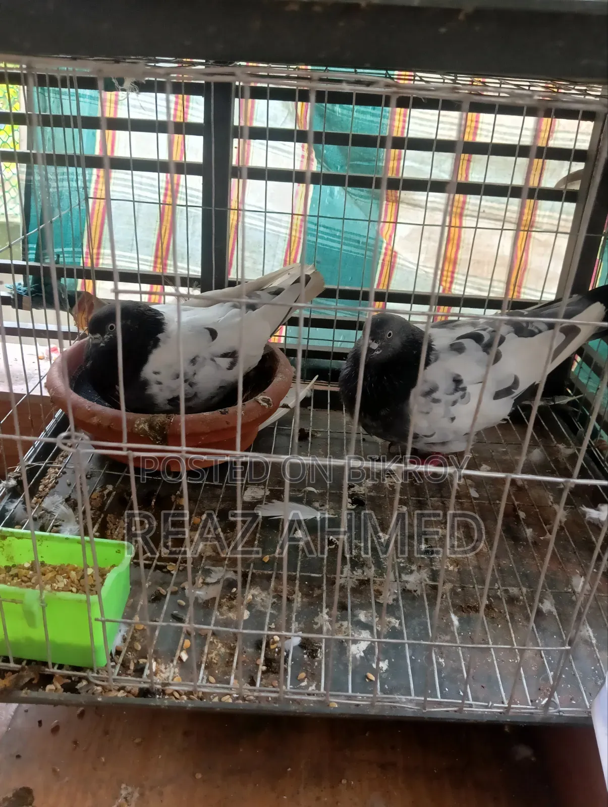 ছয় জোড়া কবুতর বিক্রি হবে ছয় জোড়া