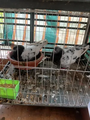 ছয় জোড়া কবুতর বিক্রি হবে ছয় জোড়া
