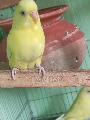 লুটিনো ৪ টা নতুন অ্যাডাল্ট ফিমেল