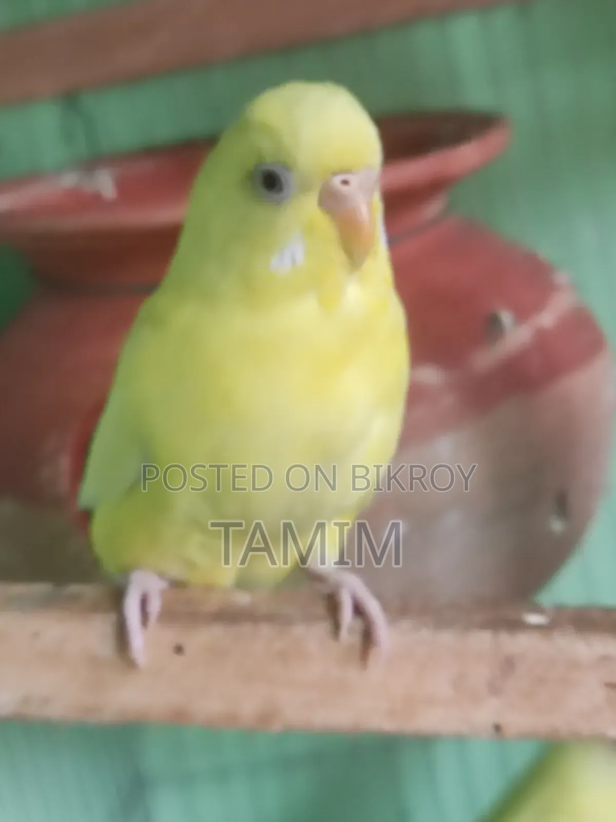 লুটিনো ৪ টা নতুন অ্যাডাল্ট ফিমেল