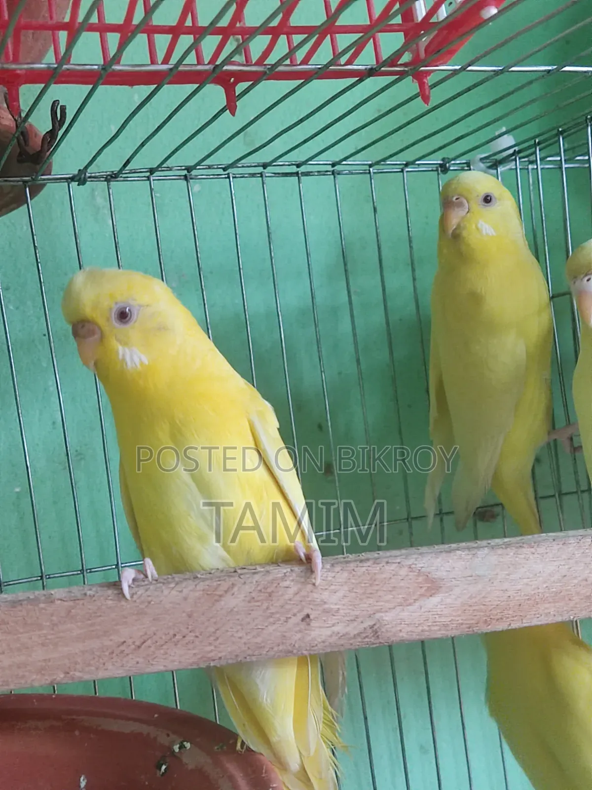 লুটিনো ৪ টা নতুন অ্যাডাল্ট ফিমেল