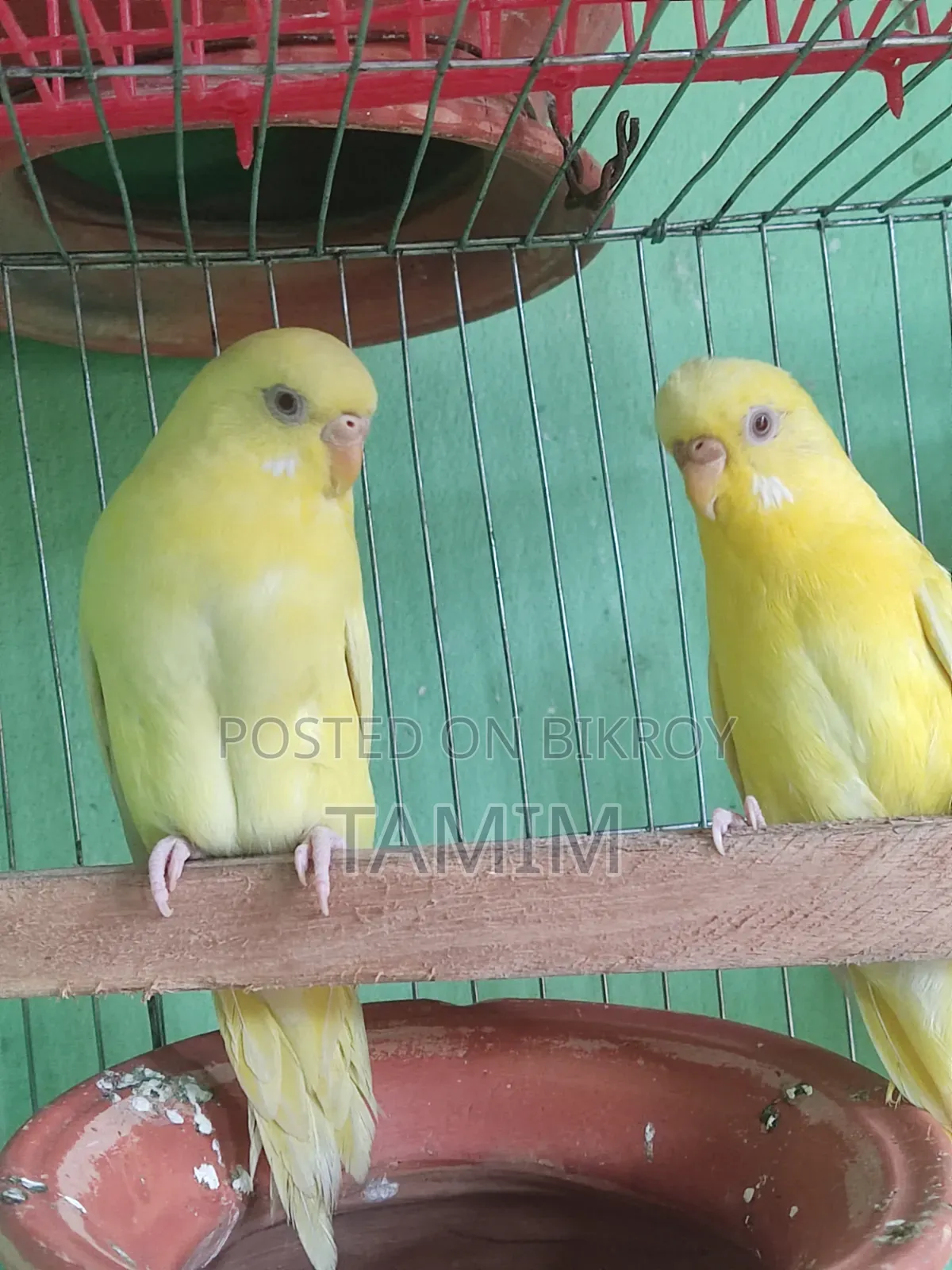লুটিনো ৪ টা নতুন অ্যাডাল্ট ফিমেল