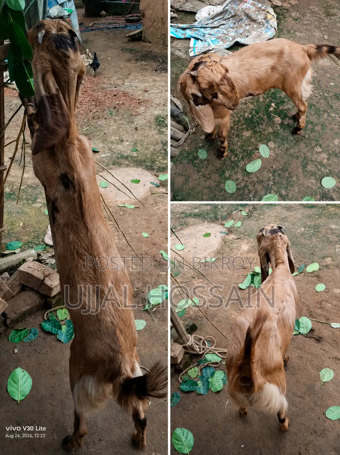 বাগা তুতাপুরী