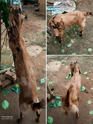বাগা তুতাপুরী