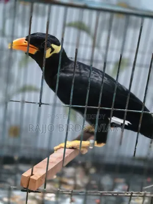 চট্টগ্রাম খাগড়াছড়ির পাহাড়ি ময়না