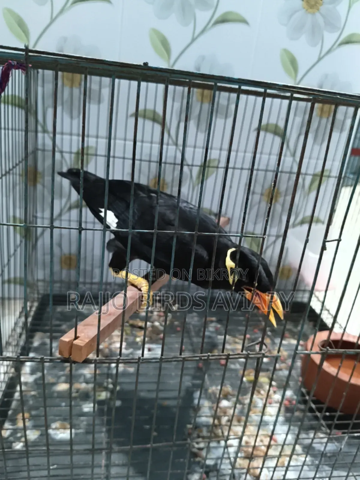 চট্টগ্রাম খাগড়াছড়ির পাহাড়ি ময়না
