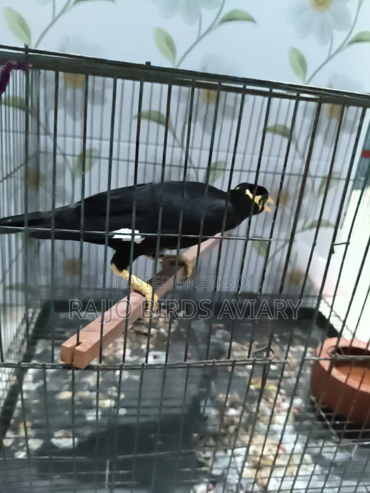 চট্টগ্রাম খাগড়াছড়ির পাহাড়ি ময়না