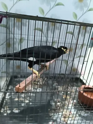 চট্টগ্রাম খাগড়াছড়ির পাহাড়ি ময়না