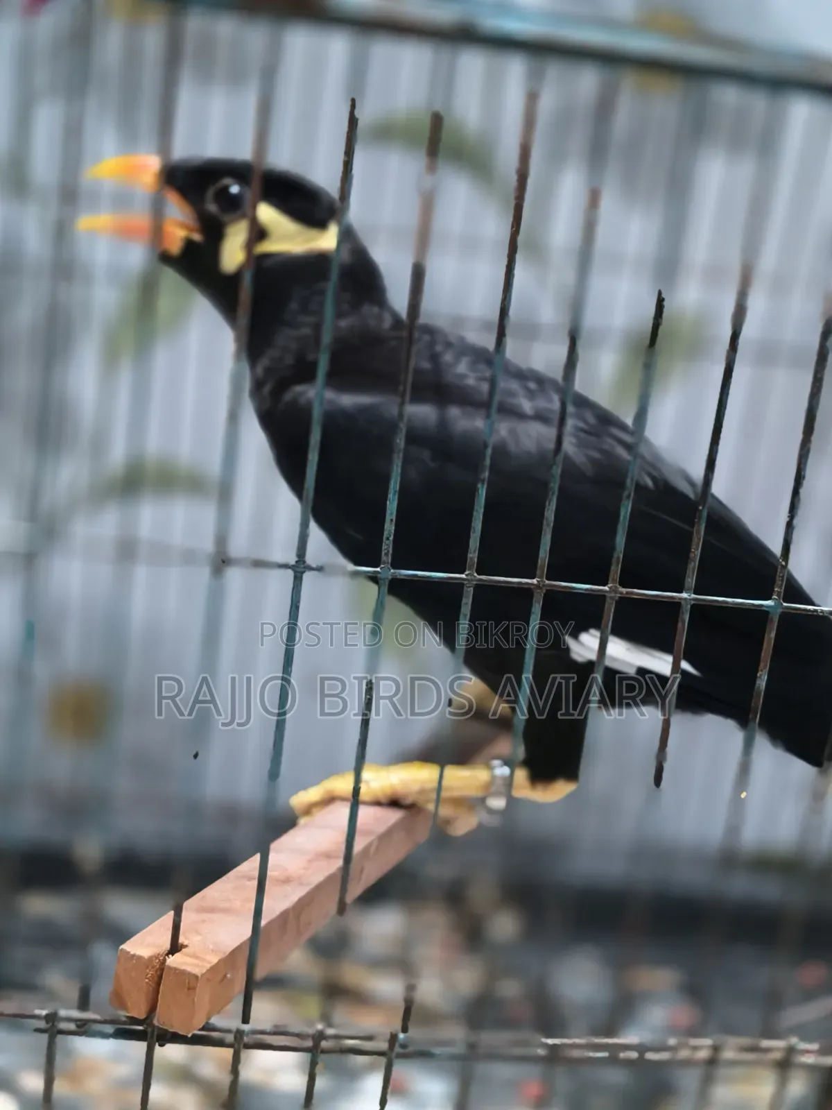 চট্টগ্রাম খাগড়াছড়ির পাহাড়ি ময়না