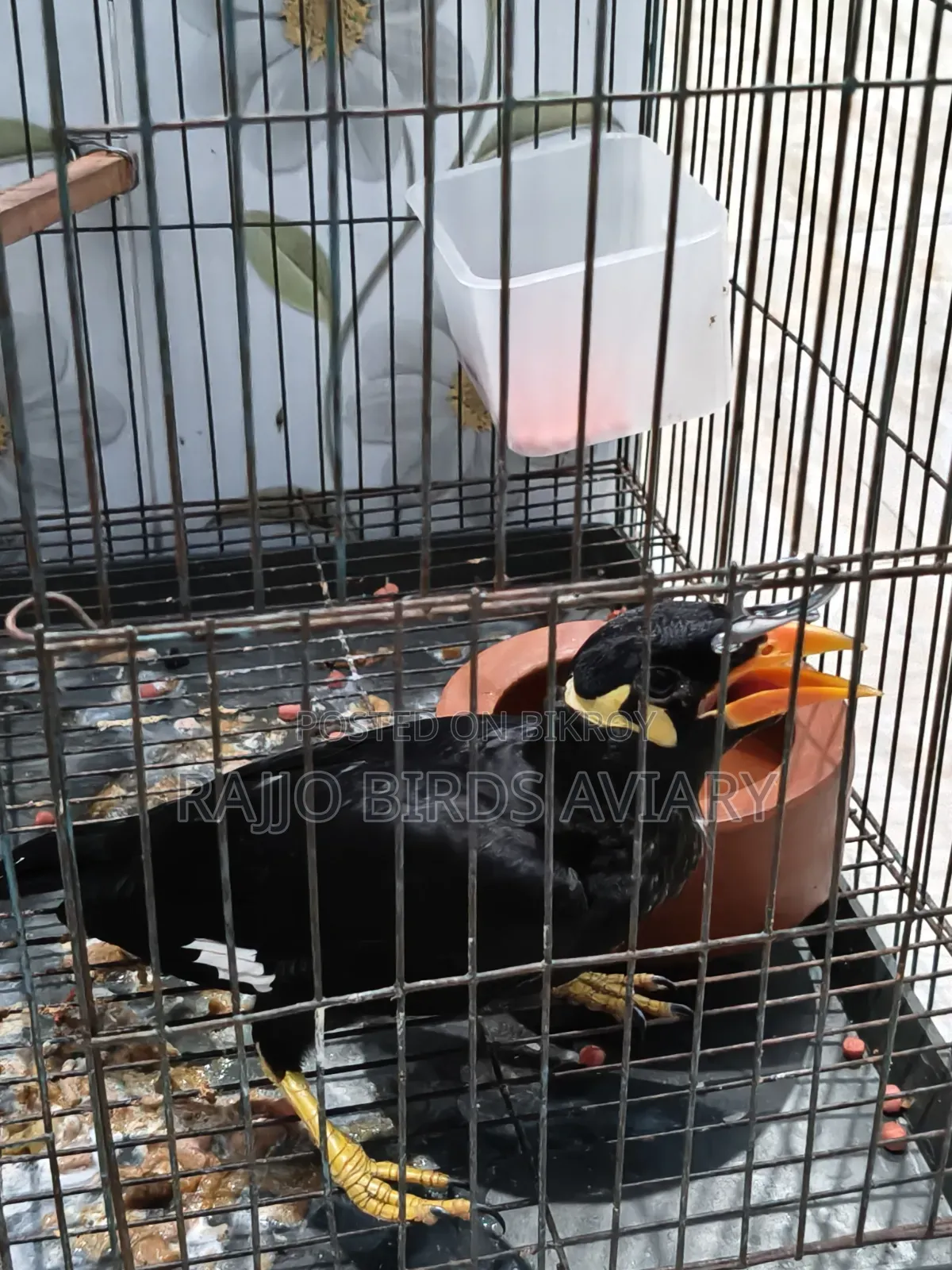 চট্টগ্রাম খাগড়াছড়ির পাহাড়ি ময়না
