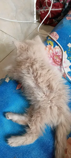 1-3 months Male Purebred Persian Cat