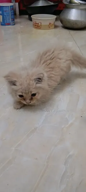 1-3 months Male Purebred Persian Cat