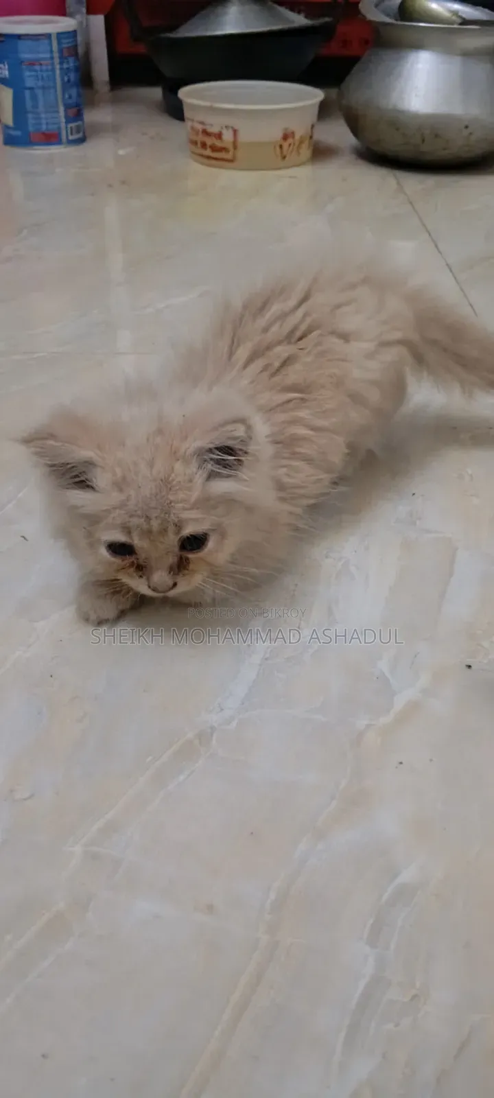 1-3 months Male Purebred Persian Cat
