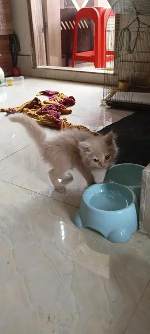 1-3 months Male Purebred Persian Cat